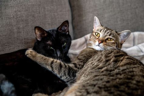Top 10 Ways To Show Your Cats You Love Them