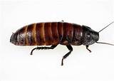 Hissing Cockroach Pictures