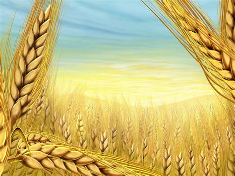 paintings multicolor wheat wallpaper