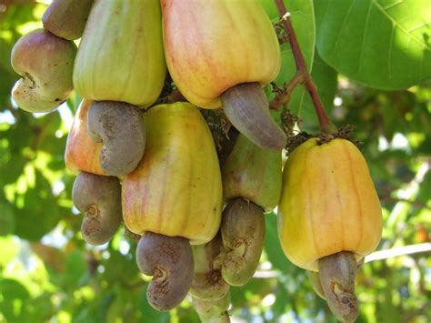 The Complete Guide To Cashew Nut Tree And Benefits Of Cashew Tree Planti
