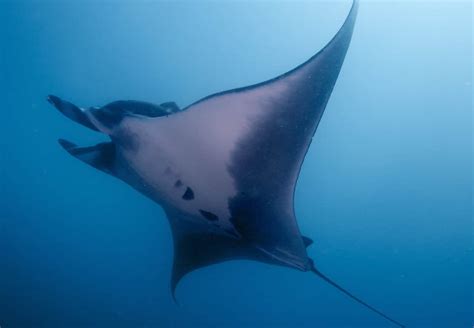 Rays At Risk Are Manta Rays Endangered Marinepatch