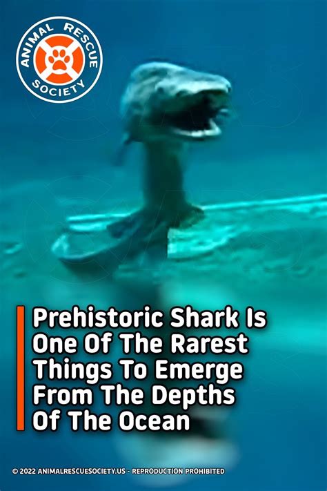 prehistoric shark is one of the rarest things to emerge from the depths of the ocean shark
