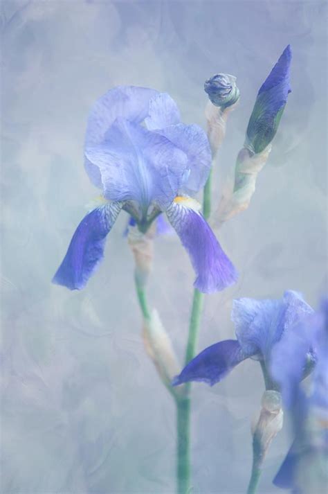 Painted Blue Irises Vertical Photograph By Jenny Rainbow Art Prints
