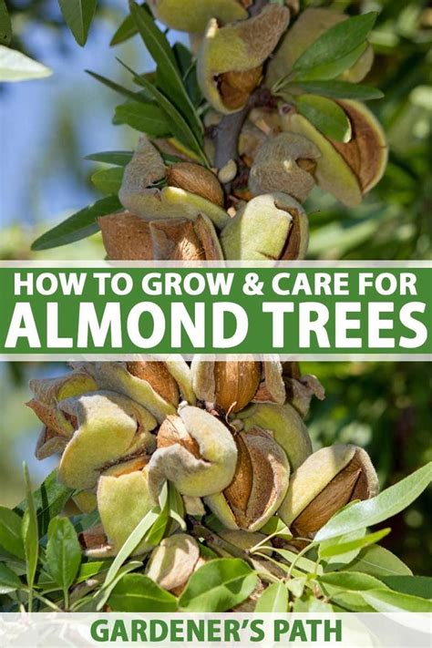 How To Plant Grow And Care For Almond Trees Almond Tree Growing