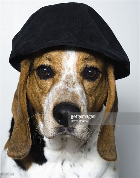 Hound Dog Wearing Black Cap Dog Wear Dogs How To Wear