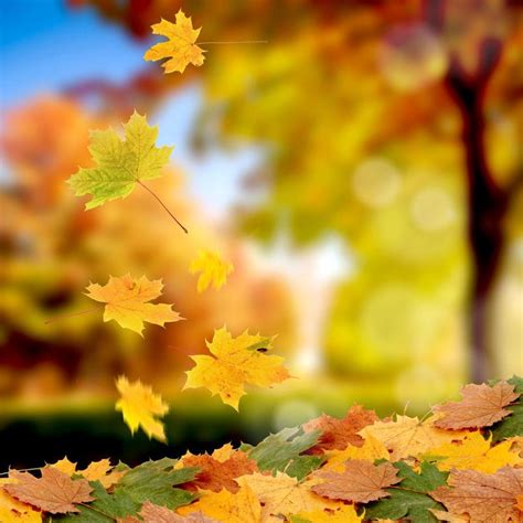 秋季落叶图片铺满了地面的落叶素材高清图片摄影照片寻图免费打包下载
