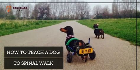 How To Teach A Dog To Spinal Walk Learning Guide Dog Collar Now