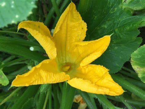 However, with closer examination, you can differentiate male vs. Hand Pollinating Male and Female Zucchini Flowers » Family ...