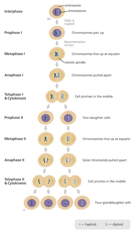 Biology Meiosis Meiosis 1 And Meiosis 2 Diagram Quizlet