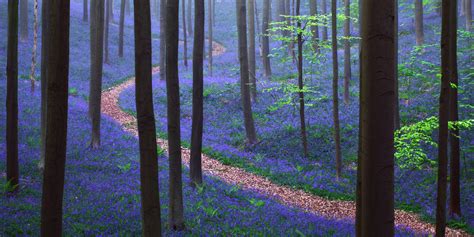 Theres A Mystical Forest In Belgium All Carpeted With Bluebell Flowers