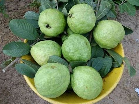 Full Sun Exposure Green Tissue Culture Taiwan Pink Guava Plant For