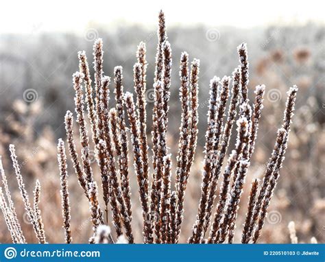 Reeds In The Snow Frost Forms On These Brown Reeds In A Field On An