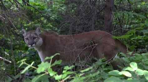Tak brzmi krzycząca cougar na wyspie Vancouver (wideo) | Vifhul Blog