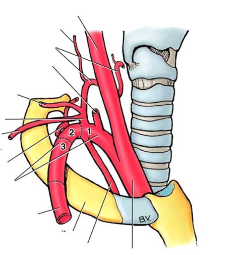 Subclavian Artery Parts And Branches Diagram Quizlet