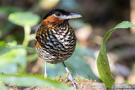 Black Crowned Antpitta Introduction Neotropical Birds Online