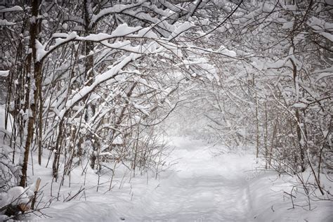 Snowy Winter Path In Forest Stock Photo By ©elenathewise 59668499
