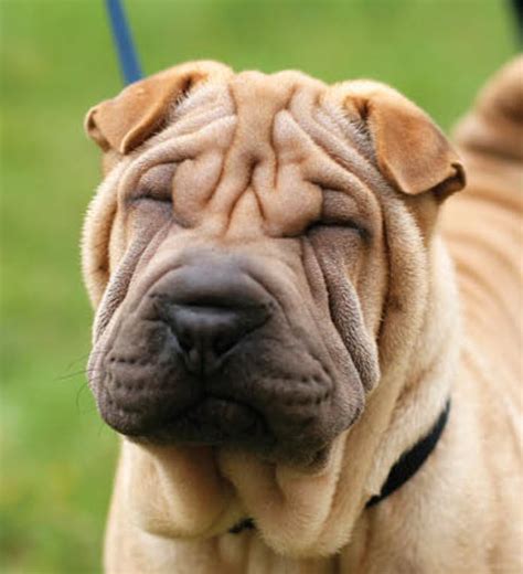 Learn About The Chinese Shar Pei Dog Breed From A Trusted Veterinarian