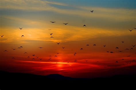 Silhouette Of Birds During Sunset Hd Wallpaper Wallpaper Flare