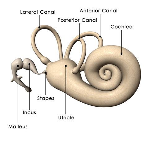 The inner ear (internal ear, auris interna) is the innermost part of the vertebrate ear. We Finally Know Why There's a Bizarre Structure in Our ...