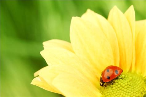 In this post, get to know some of the most effective plants to repel snakes. Which Flowers Attract the Most Insects?