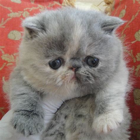 Himalayan Grey British Shorthair Himalayan Grey Persian Cat Pets Lovers