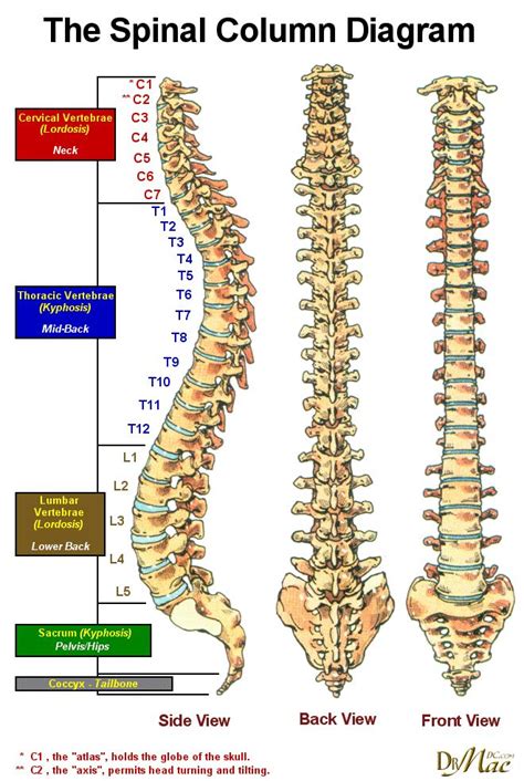 Our Spinal Column Spinal Column Human Anatomy Physiology Medical