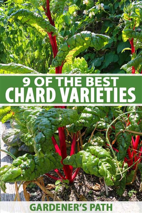 9 Of The Best Chard Varieties To Grow Gardeners Path