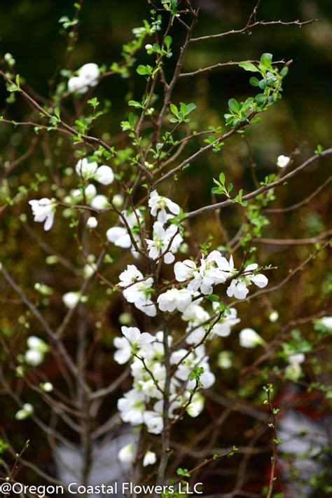 20620 White Quince And Peach Blossoms Oregon Coastal Flowers