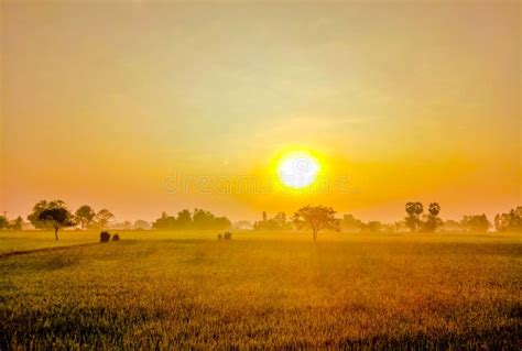 The Morning Sunrise And Fields Glittering Brass Color Stock Image