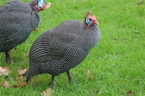 Picture 4 of 6 - Guinea Fowl (Numididae) Pictures & Images - Animals
