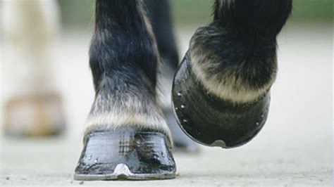 Navicular In Horses Signs Causes And Treatment Horse And Hound