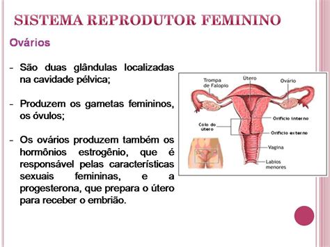 Comunidade Maria Penedo Aula Sistema Reprodutor Masculino E Feminino