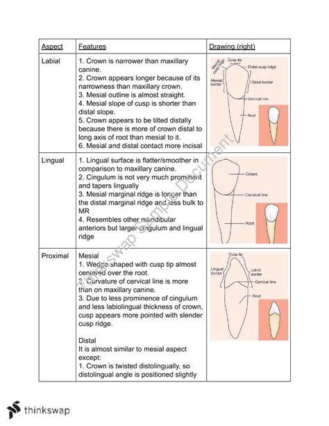 Tooth Morphology Notes Doh114 Oral Anatomy And Histology Csu