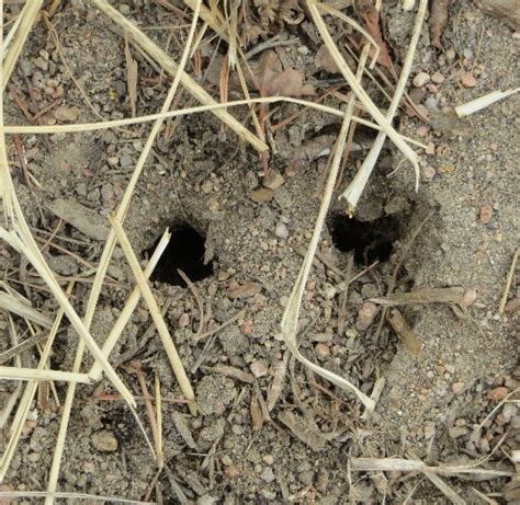 Co Horts Who Dunnit Voles Or Pocket Gophers