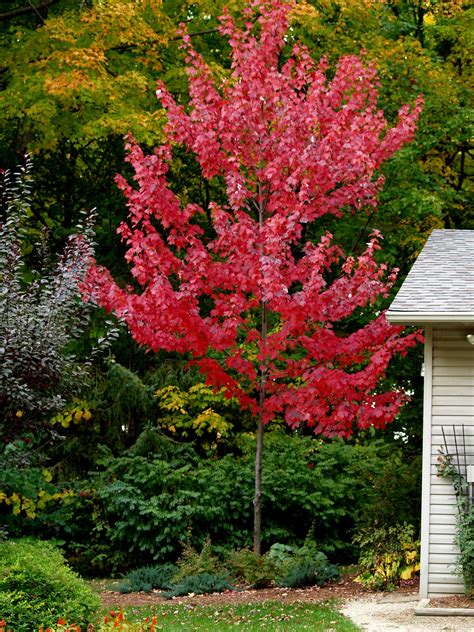 Autumn Spire Red Maple Knechts Nurseries And Landscaping