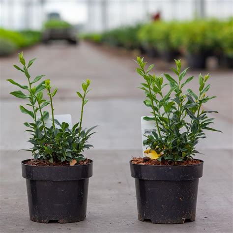 Sarcococca Confusa Buy Plants At Coolplants