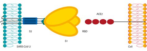 Maybe you would like to learn more about one of these? コロナスパイク蛋白抗体（SARS-CoV-2 抗S抗体）の定量検査について | 静内科｜朝7時30分から診察中
