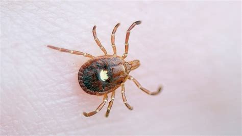 Lone Star Tick Bites Triggering Red Meat Allergies In More People