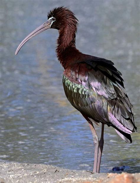 Glossy Ibis Ibis Pretty Birds Animals