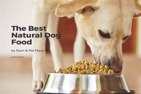 Best Natural Dog Food The Top Natural Food For Dogs