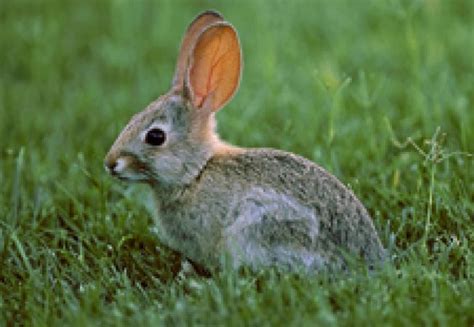 Vind iepuri panon unguresc si producem granule la comanda bunny iepure îndreptat jos ilustrare drăguţ. Semne de boala la iepuri