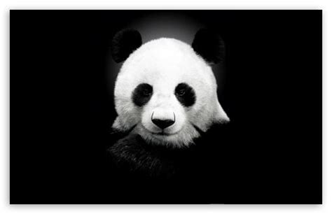 45 Panda Bear Wallpaper Desktop On Wallpapersafari