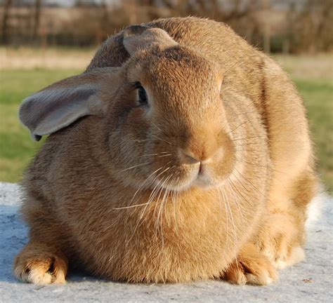 Flemish Giant Rabbit Malaysia Flemish Giant Rabbit Breed Information
