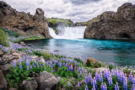Water Waterfall Flowers Plants Nature