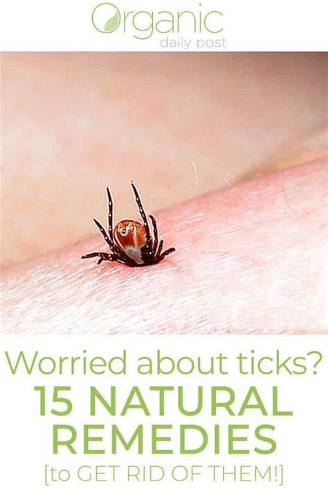 Worried About Ticks On Your Pets 15 Natural Remedies To Get Rid Of