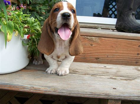 A Happy Basset Hound Puppy Aww