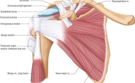 Diagram Of Arm Muscles And Tendons Specific Muscles Used In