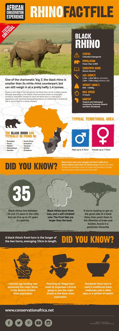 Do You Know Your Facts About The Black Rhino Rhino Facts Rhino