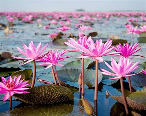 The Sea Of Red Lotus Thailand