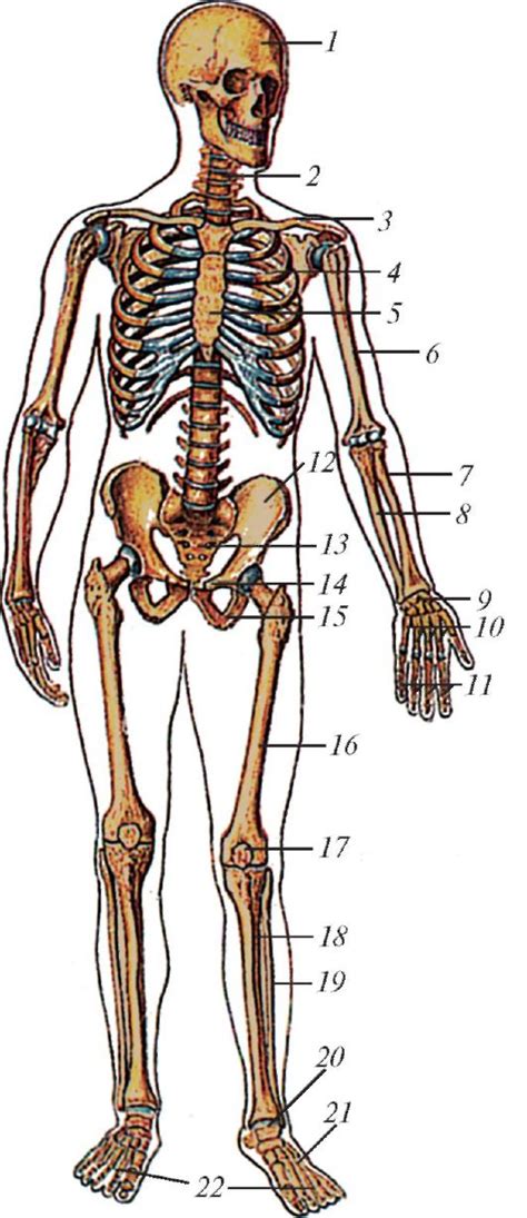 Скелет Человека Спереди И Сзади Фото Telegraph